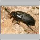 Harpalus tardus  - Laufkaefer 02 6mm.jpg